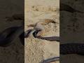 Cobra 🐍 and monitor Lizard #shortsfeed #kingcobra#india