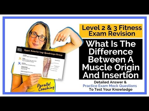 What Is The Difference Between A Muscle Origin And Insertion