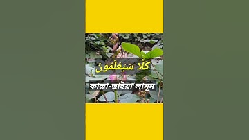 surah naba #surahnaba Quran Tilawat سورة النبأ