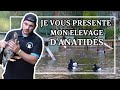 Je vous fait dcouvrir mes parcs  canards