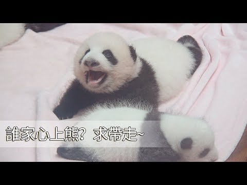 《熊貓早晚安》血槽已空！這是誰家的心上熊？求帶走~ | iPanda