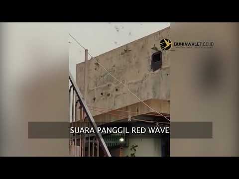 testimoni-suara-walet-original-ban-red-wave