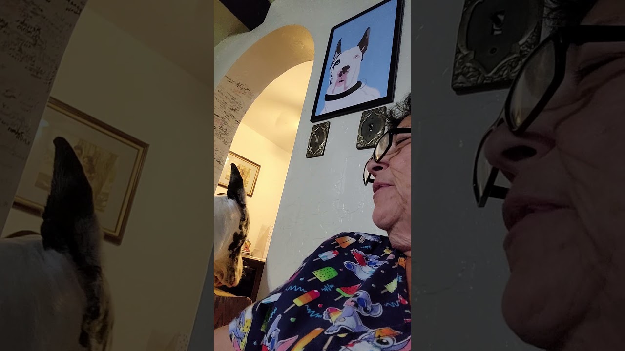 Great Dane Love Such a Sweetie