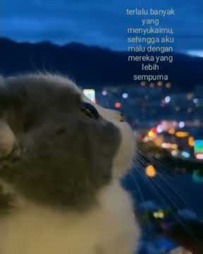 Story wa indah kucing