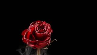 Lethal in Love teaser