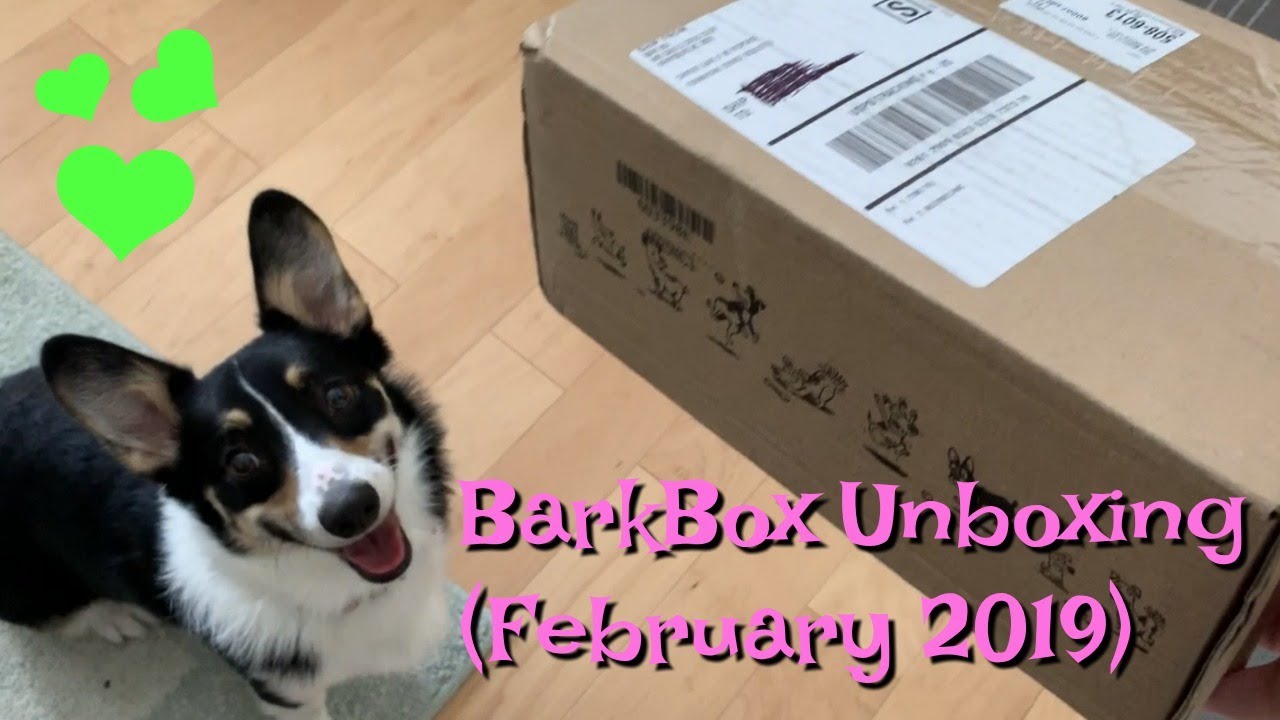 Unboxing BarkBox (February 2019) Candy Shoppe Themed