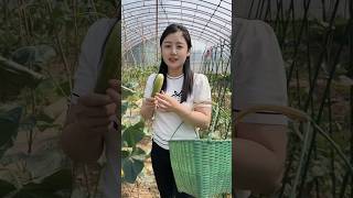 Harvest Cucumbers
