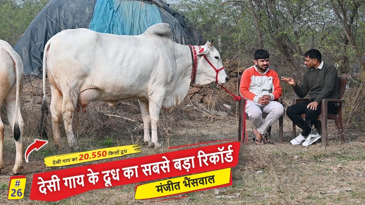 Рекорд индийской коровы по максимальному удою – 20,550 кг || МАНДЖИТ БХАЙНСВАЛ, СОНИПАТ