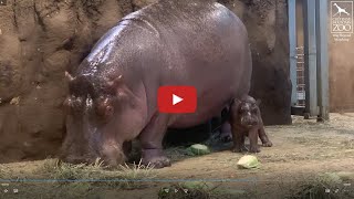 We're in love! Get to Know CMZoo's Brand-New Baby Hippo