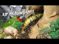 A CASTLE Full of ANTS SWALLOWS a MEALWORM Whole