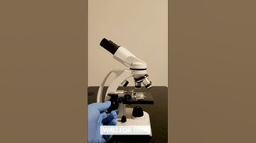 SUGAR UNDER THE MICROSCOPE #microscope #viral #foryou #science #youtubeshorts