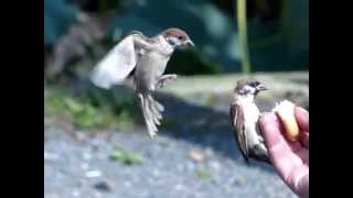 Sparrow flapping : 羽ばたく雀