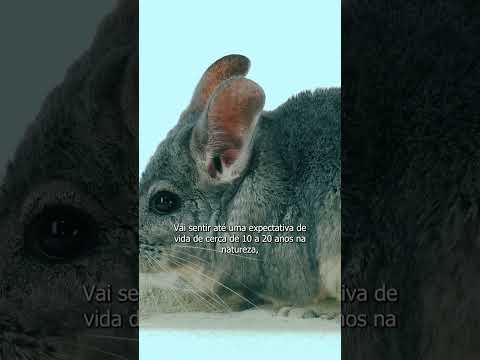 Vídeo: Como aparar o cabelo do pênis de um cão macho
