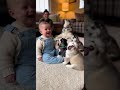 Baby Bark Battle With 6 Huskies 😂🐶👶 #CuteChaos #FamilyFun #Shorts