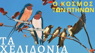 Τα Χελιδόνια - Tα πιο αγαπητά πουλιά by Elef.Ka. productions 24,844 views 2 years ago 7 minutes, 47 seconds