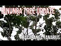 Binunga tree update macaranga tanarius philippine native trees