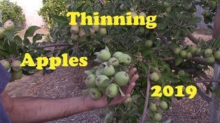 Thinning Apples 2019