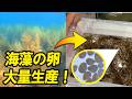 海藻の卵を集めてアカモクを大量栽培します!