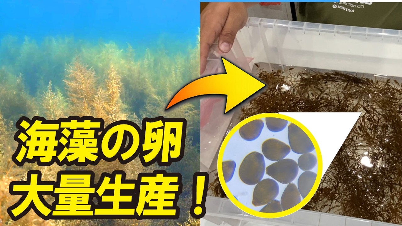 Collecting seaweed eggs to mass-cultivate Akamoku! - YouTube