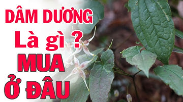 Dâm dương hoắc: Tác dụng chữa bệnh, cách dùng đúng và lưu ý - giá bao nhiêu ?