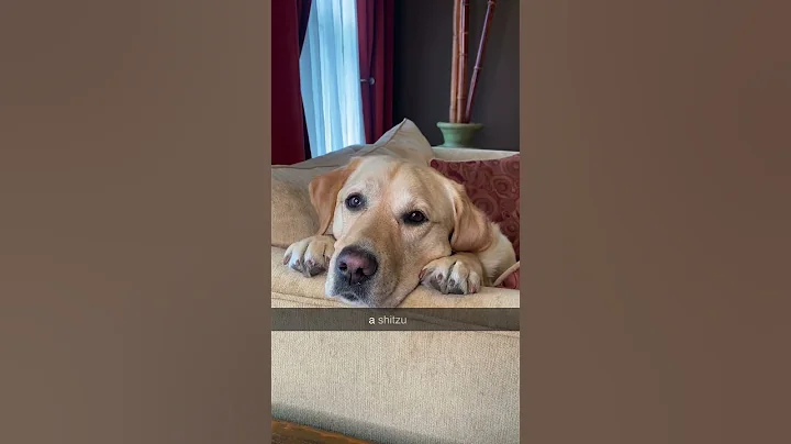 I feel bad for the teddy bear! 😂 #short #dog - DayDayNews