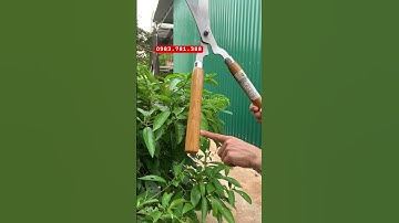 Kéo cắt tỉa hàng rào siêu tiện lợi