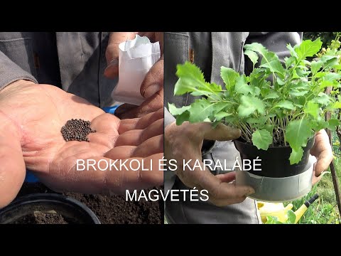 Videó: Brokkoli: Palánták Vetésének Előkészítése