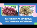 Что делать с луковицами выгоночных тюльпанов?  Как сохранить?