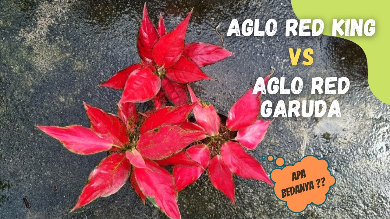 Perbedaan Aglonema Red King dengan Red Garuda