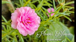 Sun Rose Flower Bloom | Hyper lapse screenshot 4