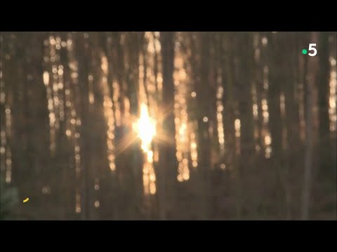 La Fabrique Des Boules De Noel En Verre Soufflé Youtube