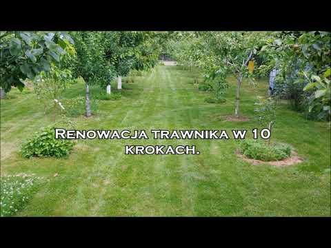 Renowacja trawnika w