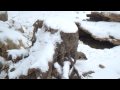 meerkats venture into the snow