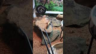 レオパブレンドフードを食べるヒガシニホントカゲとニホンカナヘビ