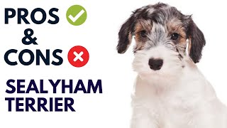 Sealyham Terrier Dog Pros and Cons | Sealyham Terrier Advantages and Disadvantages