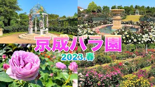 【京成バラ園2023.春】【バラ見頃】【千葉県　八千代市】／4K／Keisei Rose Garden