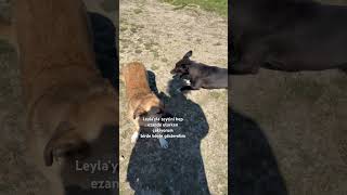 Üperteşekkür Öpek Ilbutonu