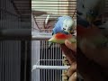 it's watermelon time 🍉.                     #blue #love #cute #budgie #chikuu #eat #watermelon