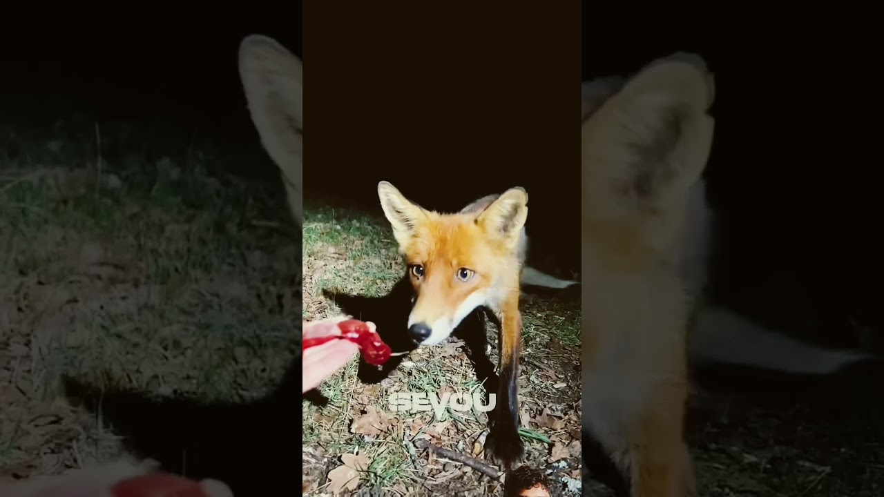 Fox eat flaish 