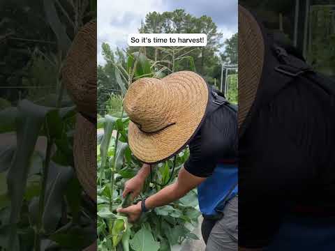 Video: Бакчаларда жүгөрү уну - кумурскаларды жана отоо чөптөрдү жок кылуу үчүн жүгөрү унуну глютенин колдонуу