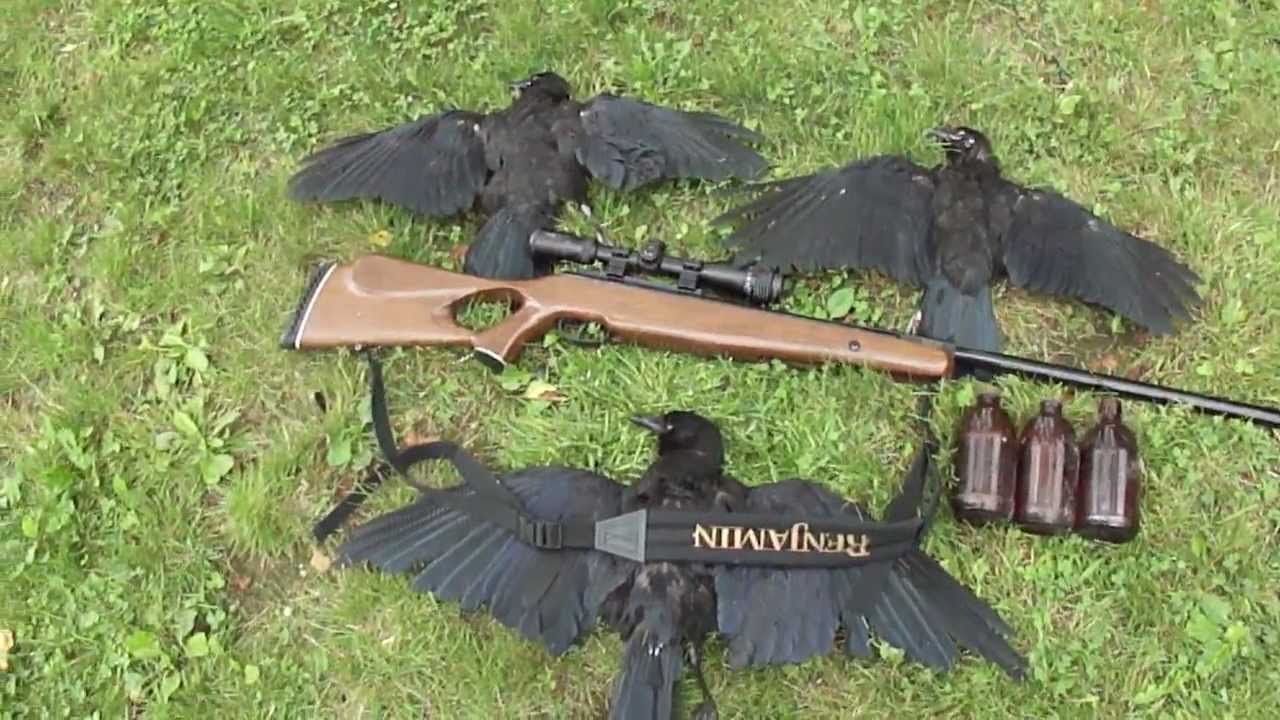  Air  Rifle  Crow Hunt  2 YouTube