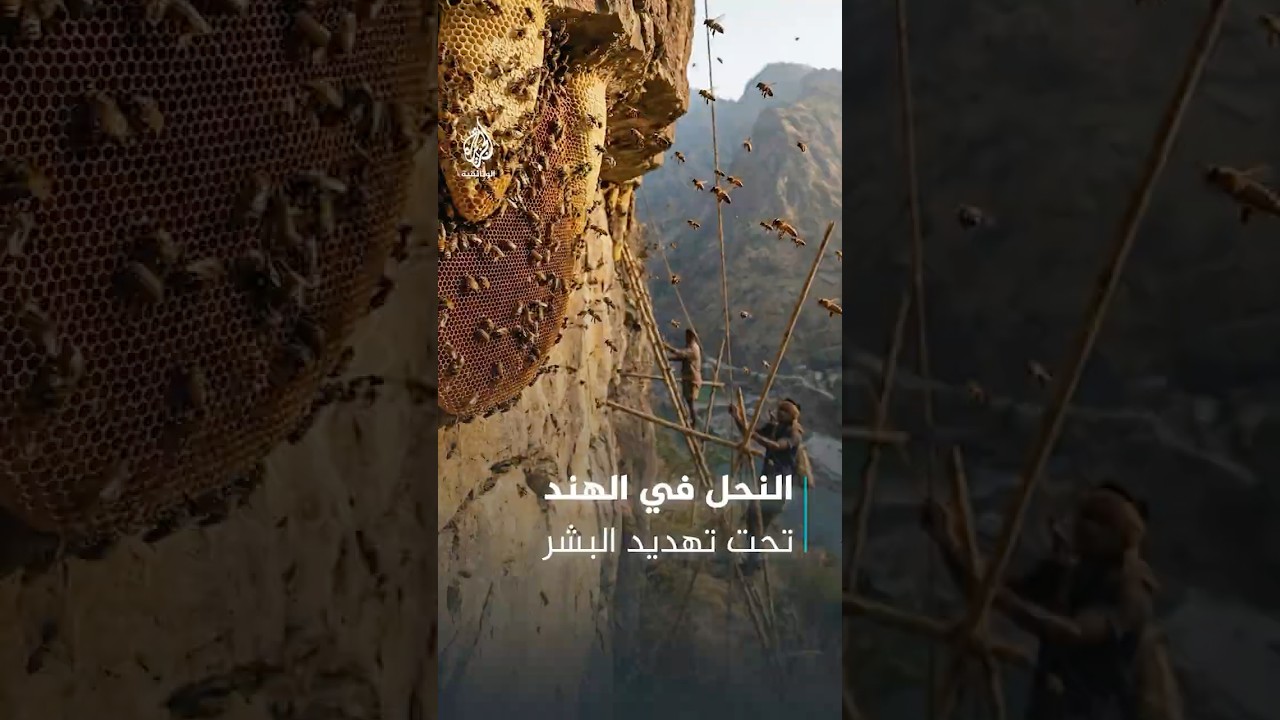 معضلة النحل في الهند.. يبحث عن الأمان في الأبراج فيجده البشر آفة