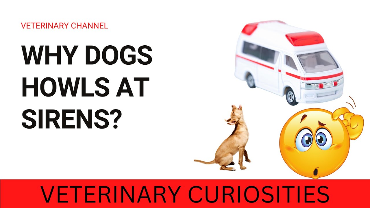 WHY YOUR DOG HOWLS AT SIRENS? YouTube