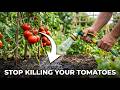 The Deep-Watering Shift That Will Save Your Tomato Harvest This Summer