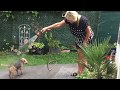 Lakeland Terrier Pucki - How to wash and dry a Lakie by ilicochannel の動画、YouTube動画。