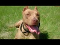 Питбуль Ася. Лето 2019. Часть 1. American pit bull terrier Asya.