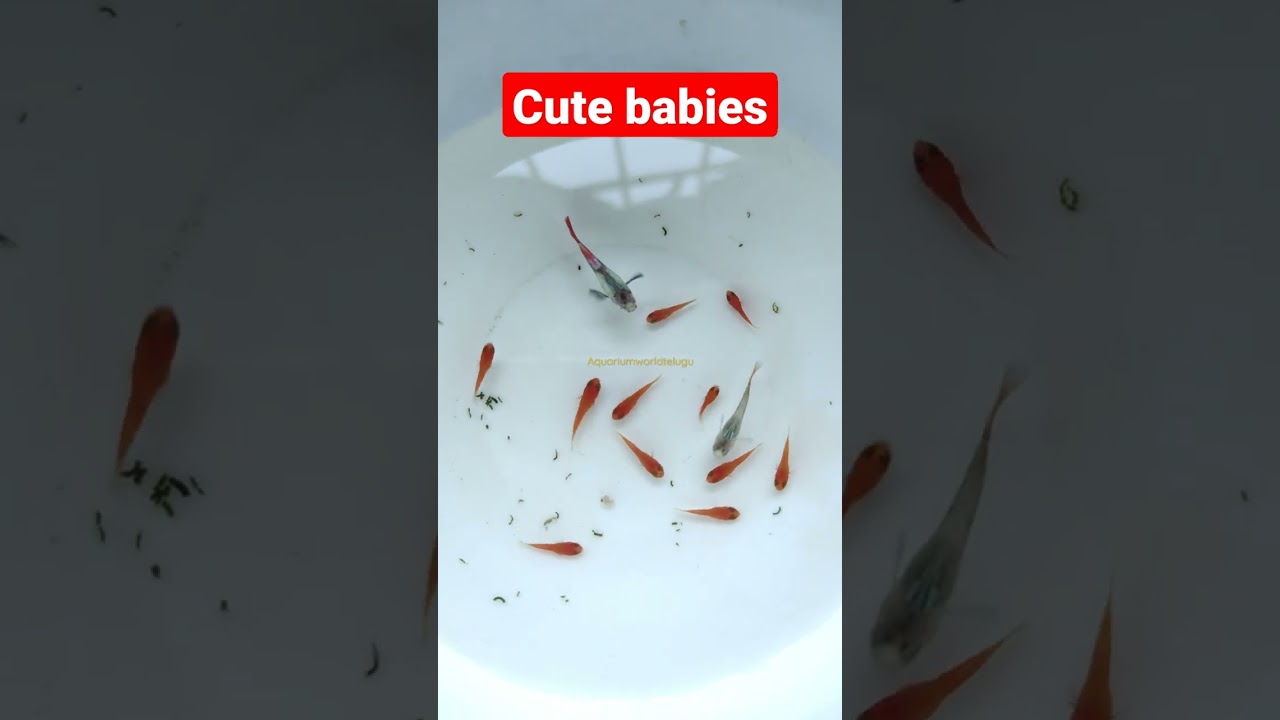 Guppy & Platy Fish 😍🐟 