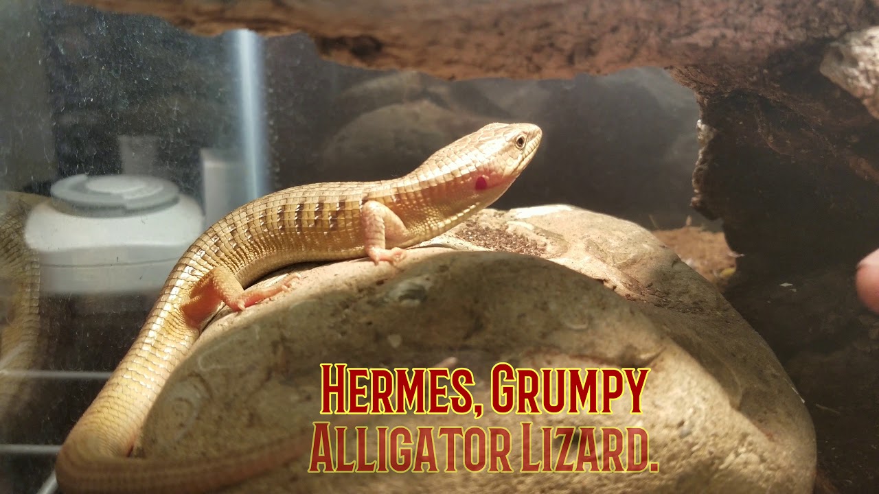 LIZARDS!!! Random footage of our collection:) - YouTube