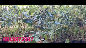 Chia sẻ về cây sim rừng để bạn hiểu rỏ hơn về nó