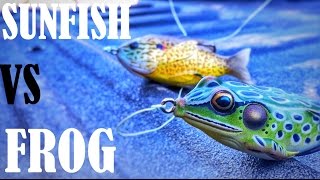 Livetarget FROG vs SUNFISH